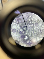 Microscopie 3NW 3BTW 04