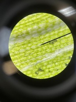 Microscopie 3NW 3BTW 01