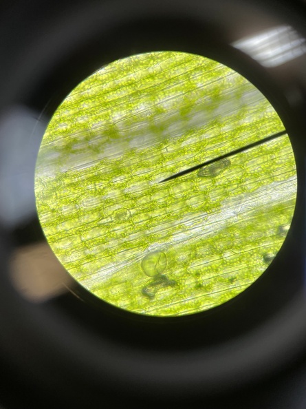 Microscopie 3NW 3BTW 01.jpg