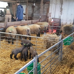 Bezoek schapenfokker 3PDMB - 8 januari 2019