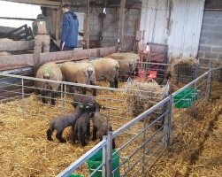 Bezoek schapenkwekerij 3PDMB - 8 januari 2019 - 01