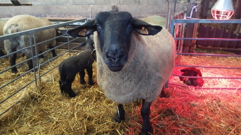 Bezoek schapenkwekerij 3PDMB - 8 januari 2019 - 03.jpg