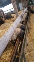 Bezoek schapenkwekerij 3PDMB - 8 januari 2019 - 07