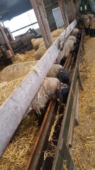 Bezoek schapenkwekerij 3PDMB - 8 januari 2019 - 07.jpg