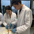 Dissectie varkensoog 02.jpg