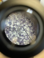 Microscopie 3NW 3BTW 03