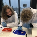 Dissectie varkensoog 14.jpg