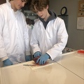 Dissectie van een varkenshart 02.jpg