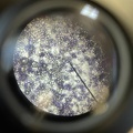 Microscopie 3NW 3BTW 03.jpg