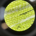 Microscopie 3NW 3BTW 01.jpg